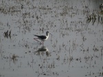 DSC02874.JPG