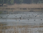 DSC02899.JPG